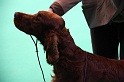 Crufts2011 287